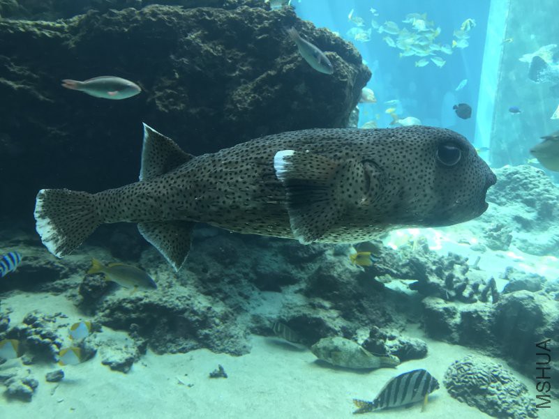 ����ˮ���