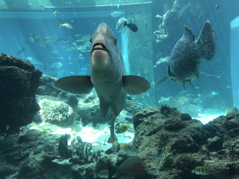 ����ˮ���