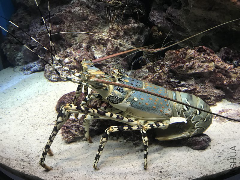 ����ˮ���