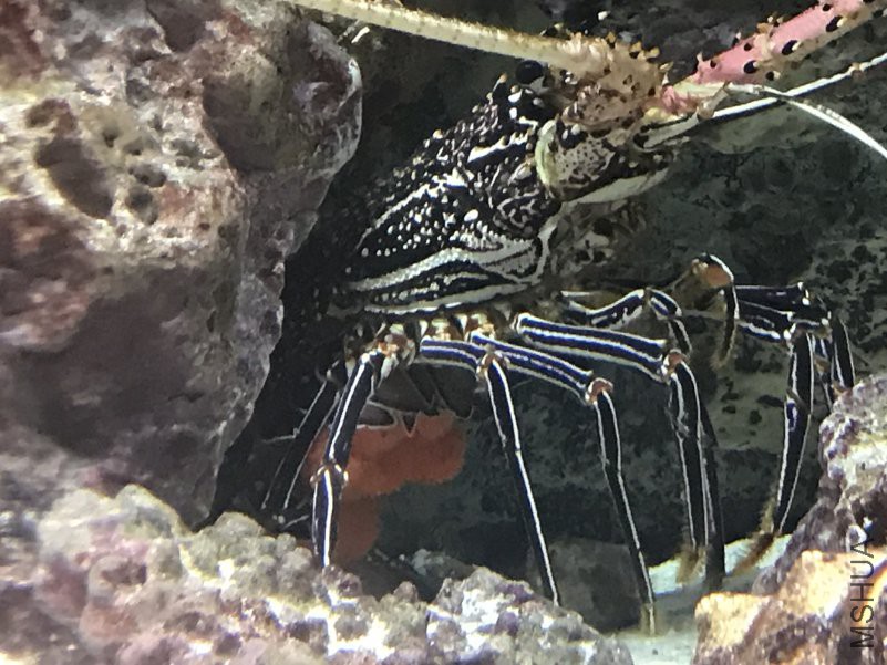 ����ˮ���