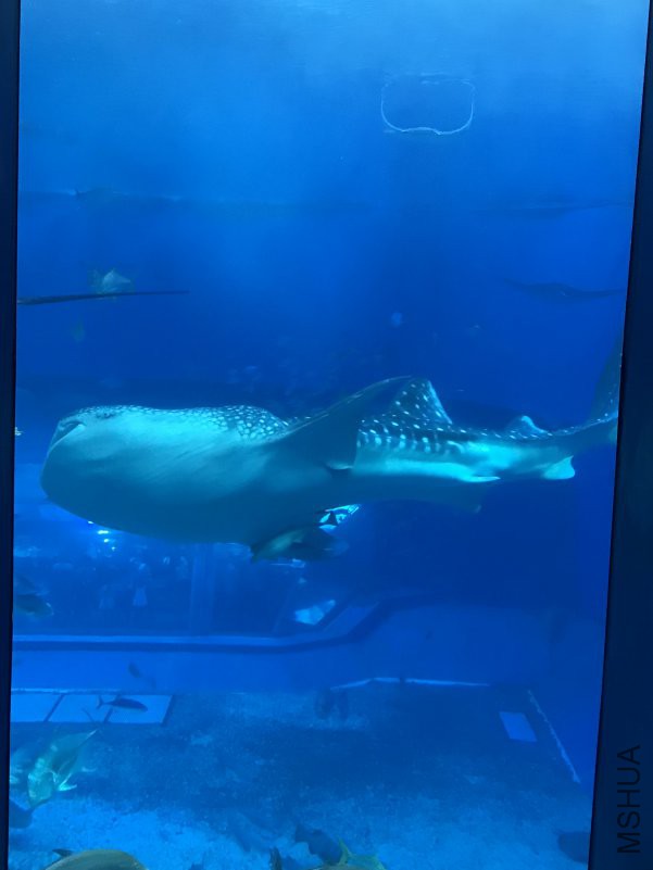 ����ˮ���