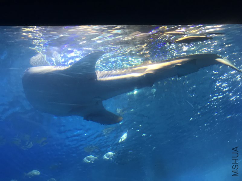 ����ˮ���