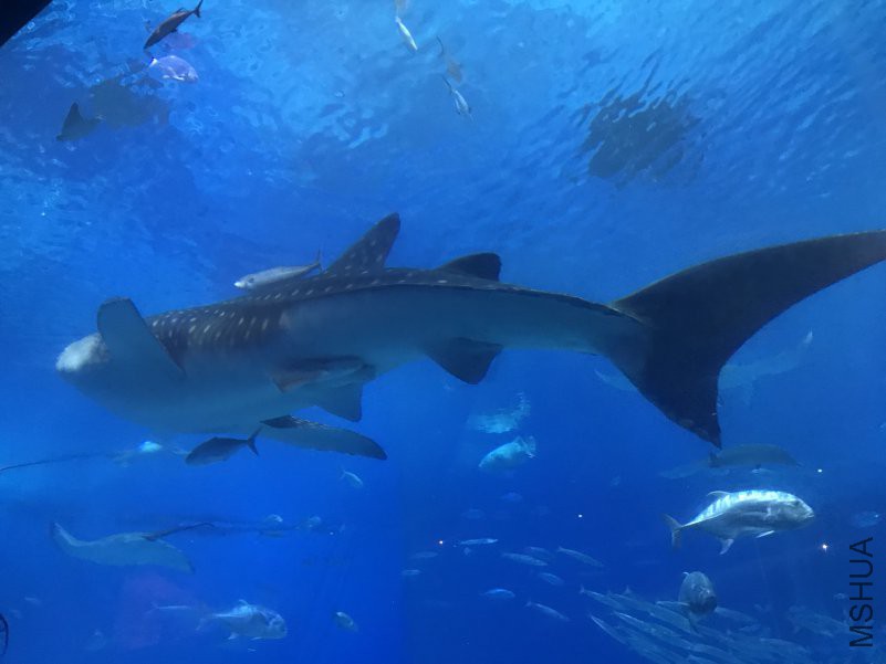 ����ˮ���