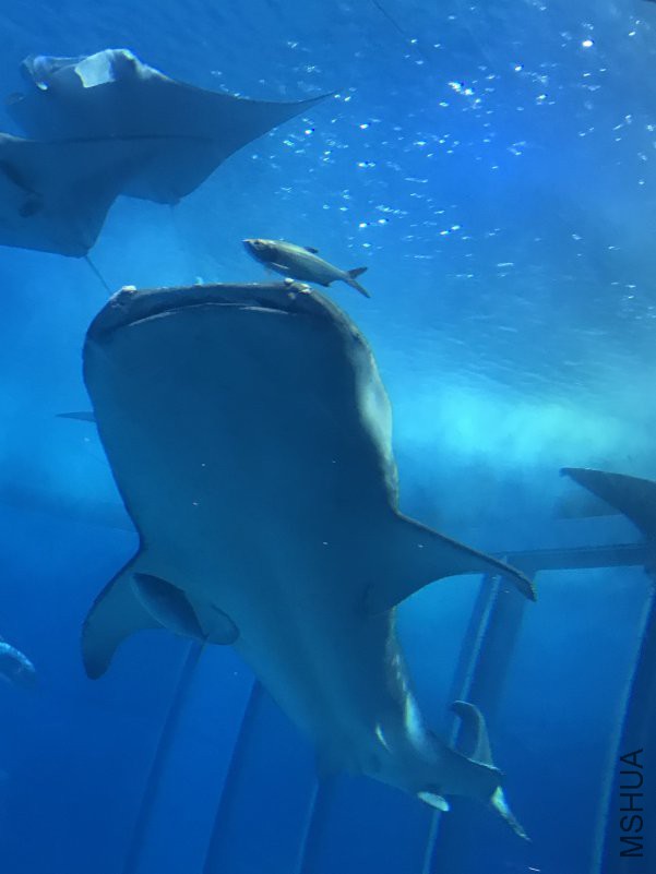 ����ˮ���