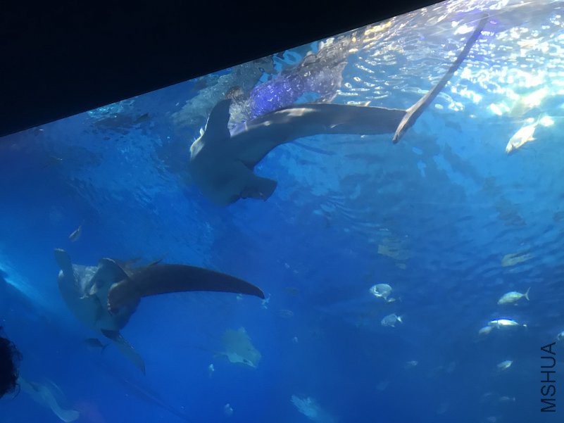 ����ˮ���