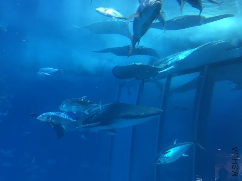 ����ˮ���