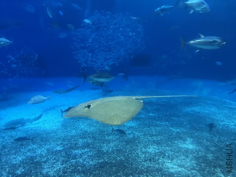 ����ˮ���