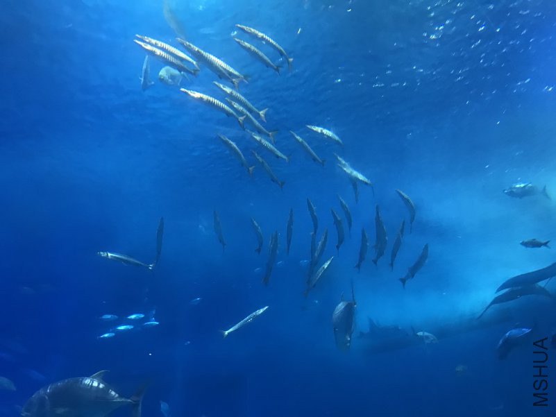 ����ˮ���