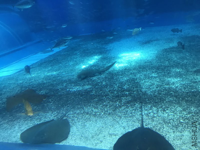 ����ˮ���