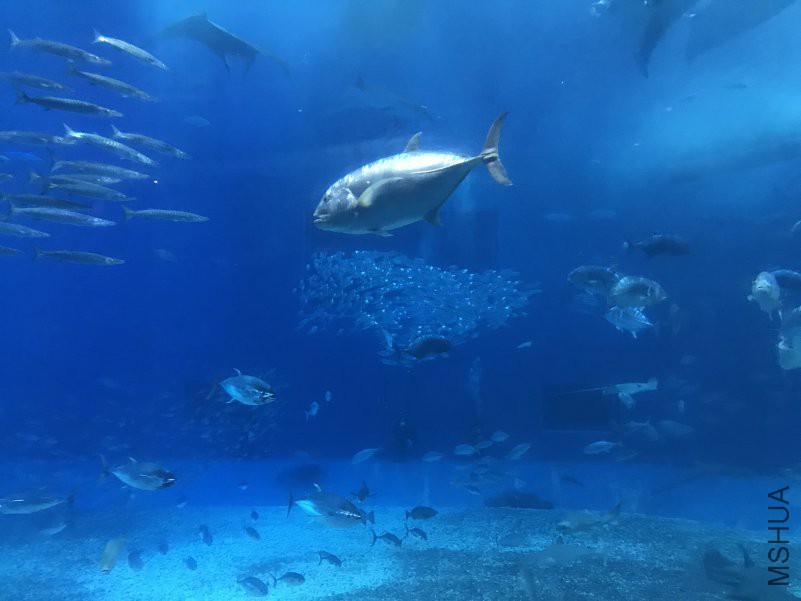 ����ˮ���