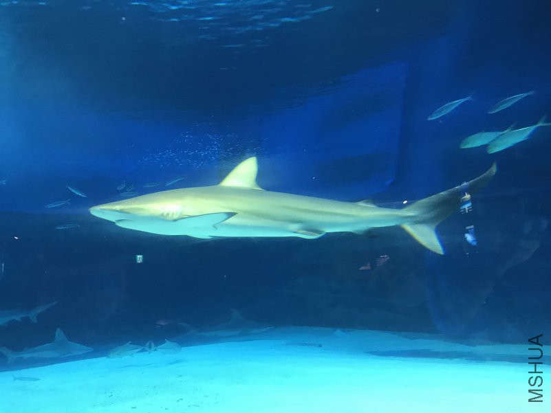 ����ˮ���