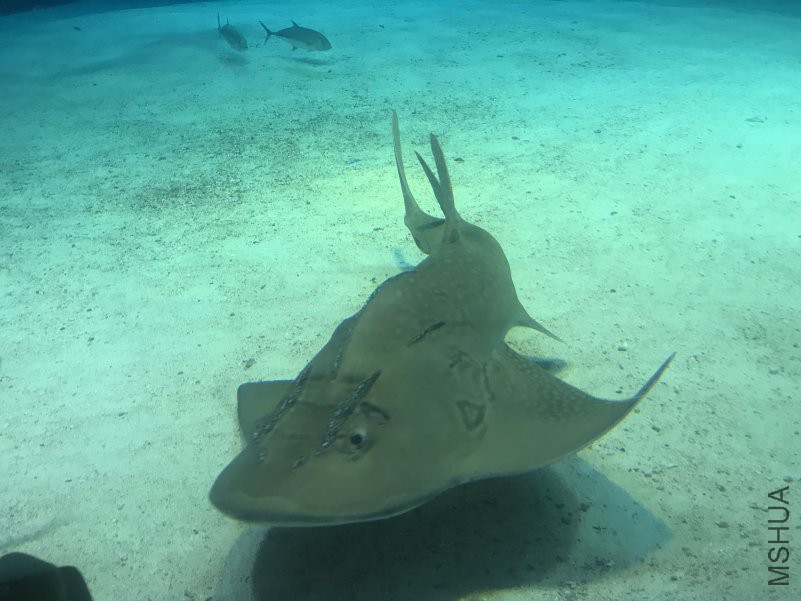 ����ˮ���