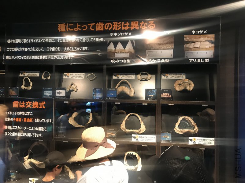 ����ˮ���