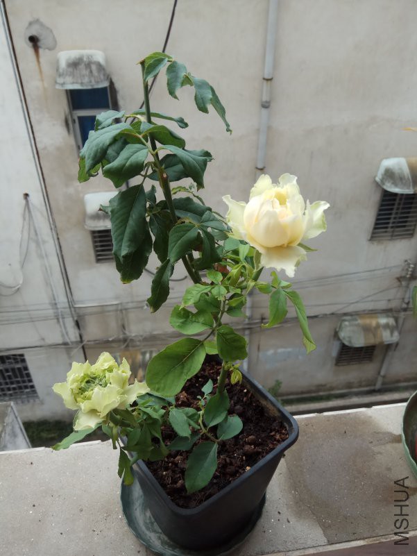 IMG_20180804_084001.jpg