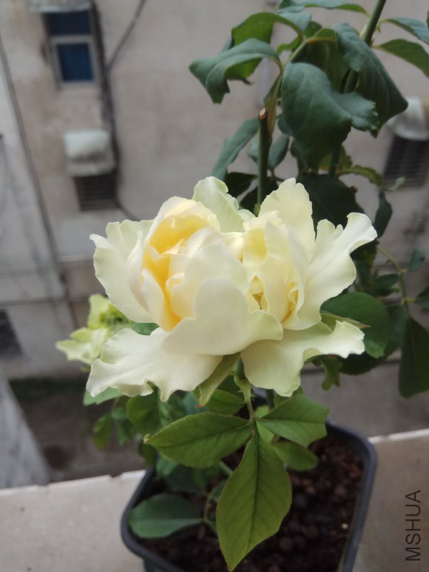 IMG_20180804_084016.jpg
