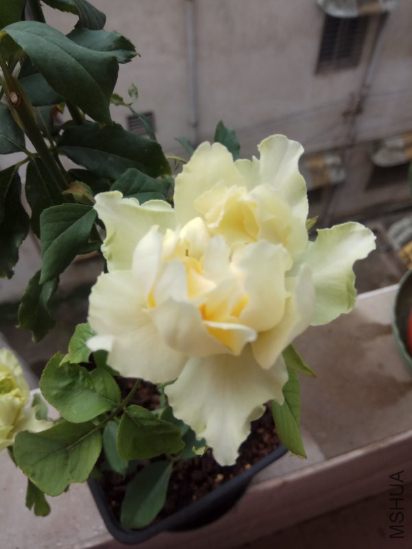 IMG_20180804_084024.jpg