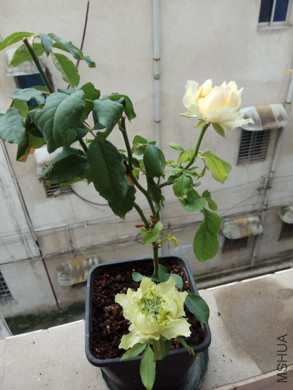 IMG_20180804_084036.jpg