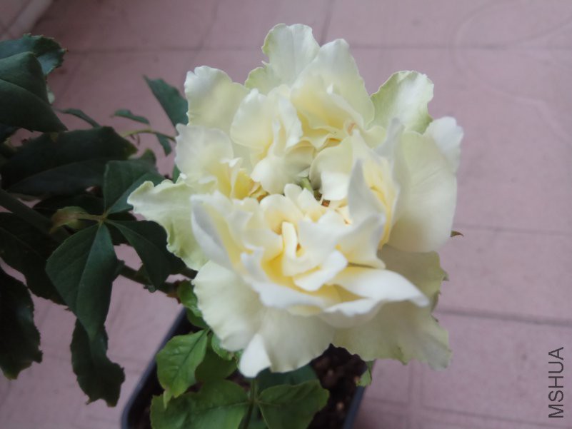 IMG_20180804_163842.jpg
