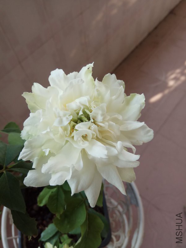 IMG_20180807_081304.jpg