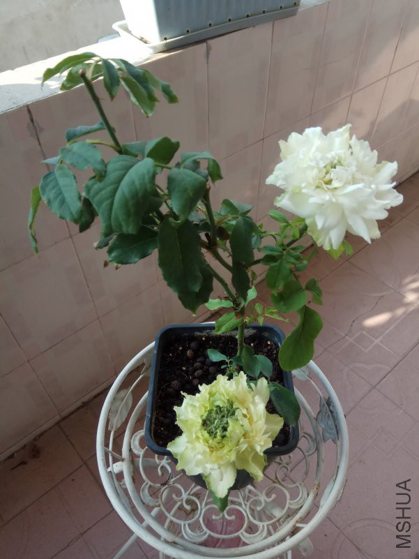 IMG_20180807_081311.jpg