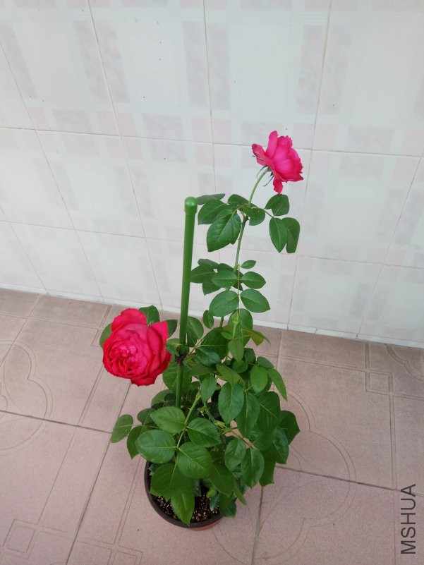 IMG_20180627_073944.jpg