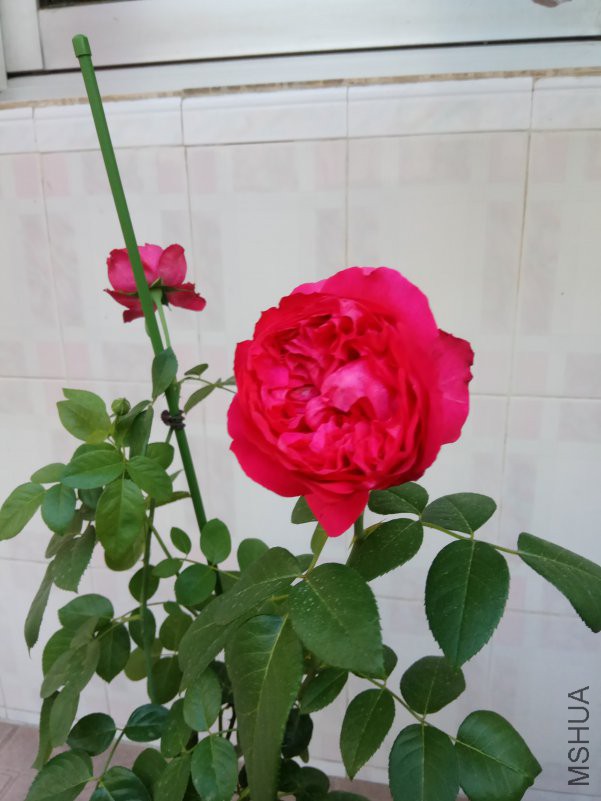 IMG_20180627_073955.jpg