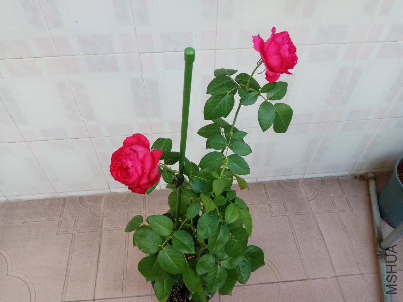 IMG_20180627_074042.jpg