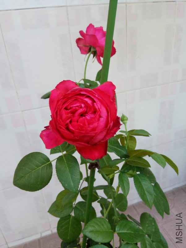 IMG_20180627_074054.jpg