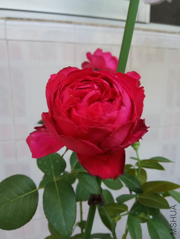 IMG_20180627_074107.jpg