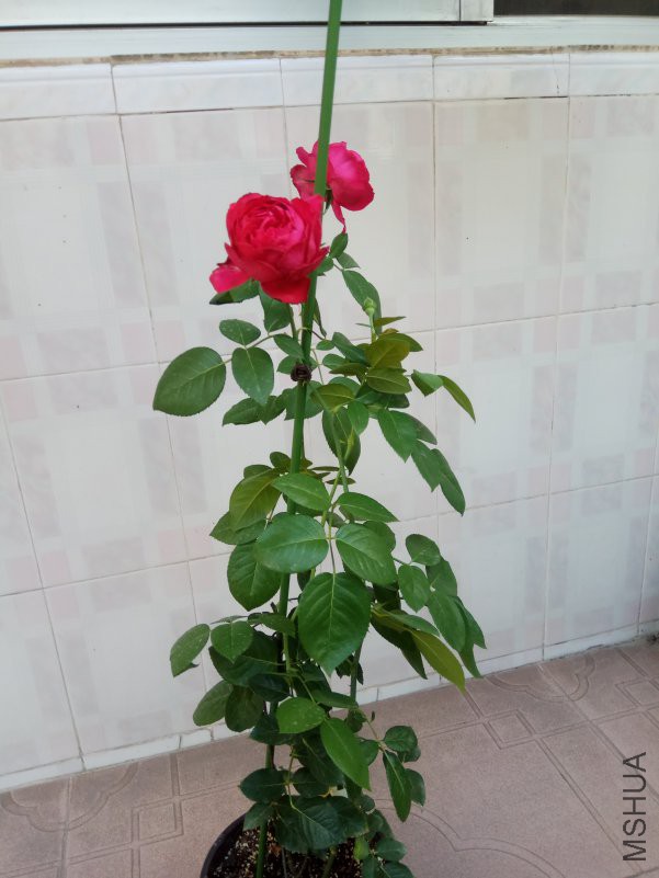 IMG_20180627_074112.jpg