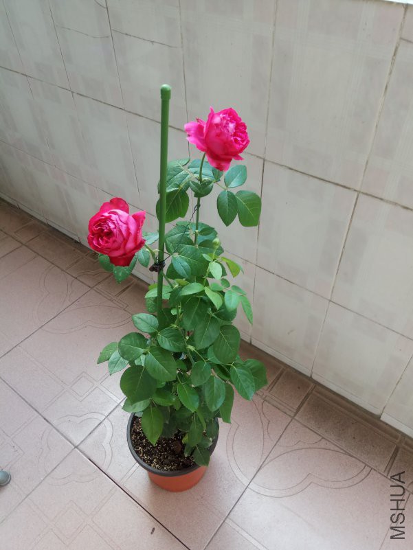 IMG_20180628_074026.jpg