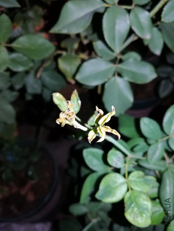IMG_20180728_204658.jpg