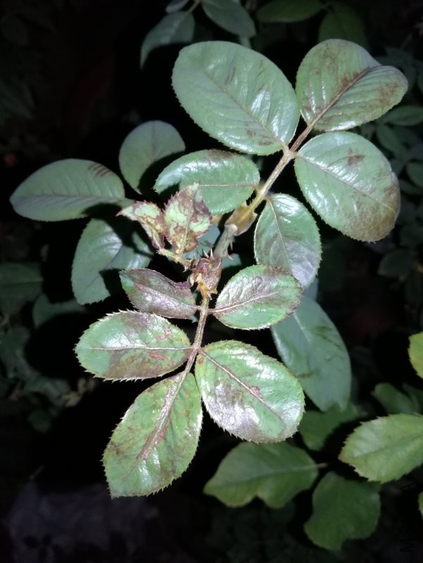 IMG_20180728_204639.jpg