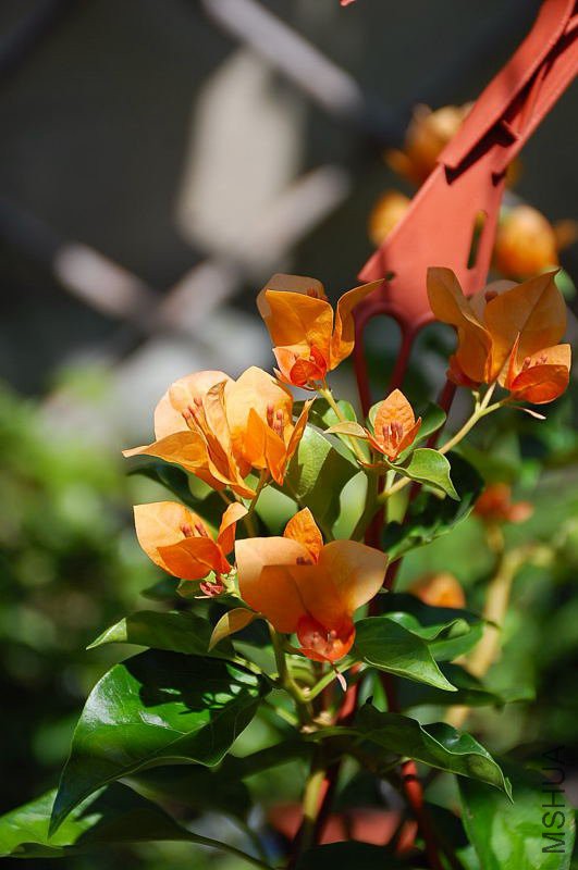 DSC_01620192.JPG