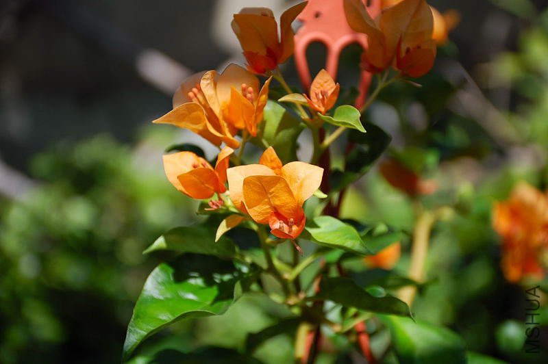 DSC_01640194.JPG