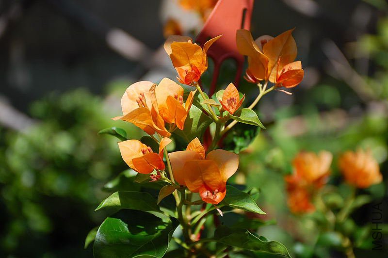DSC_01600190.JPG