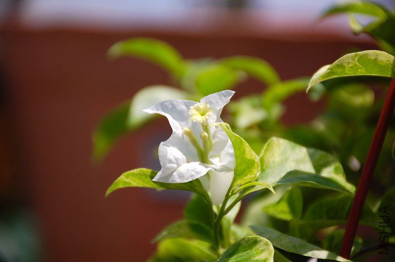 DSC_01140144.JPG