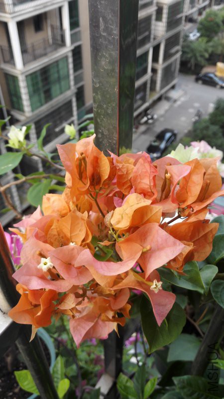 IMG_20180804_062246.jpg
