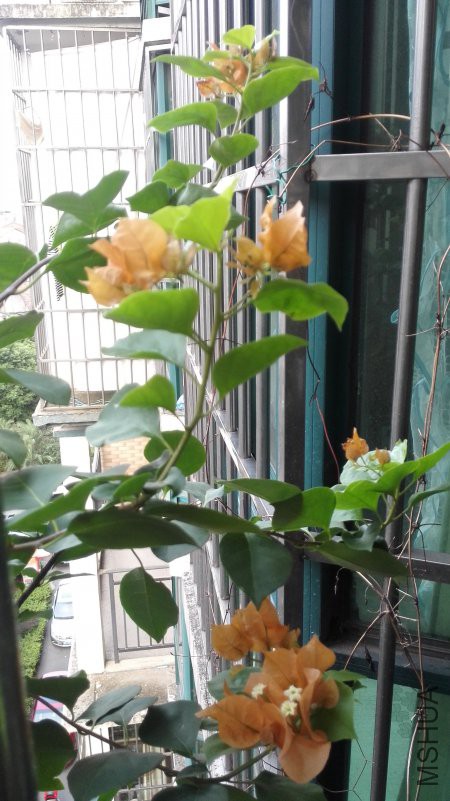 IMG_20180804_062607.jpg