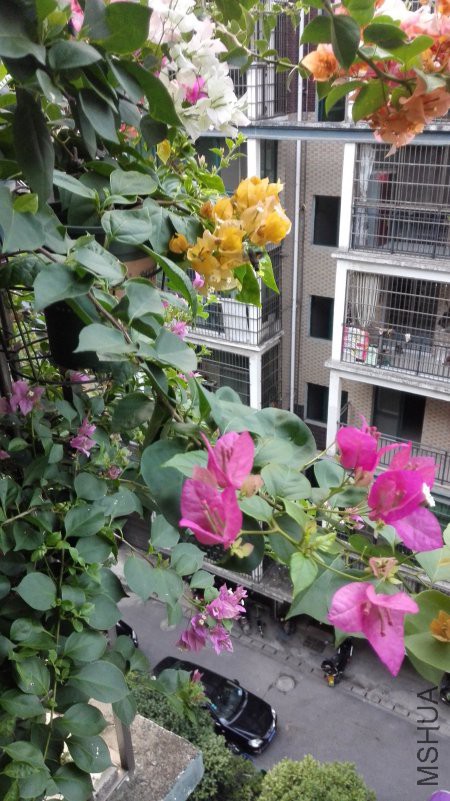 IMG_20180809_061241.jpg