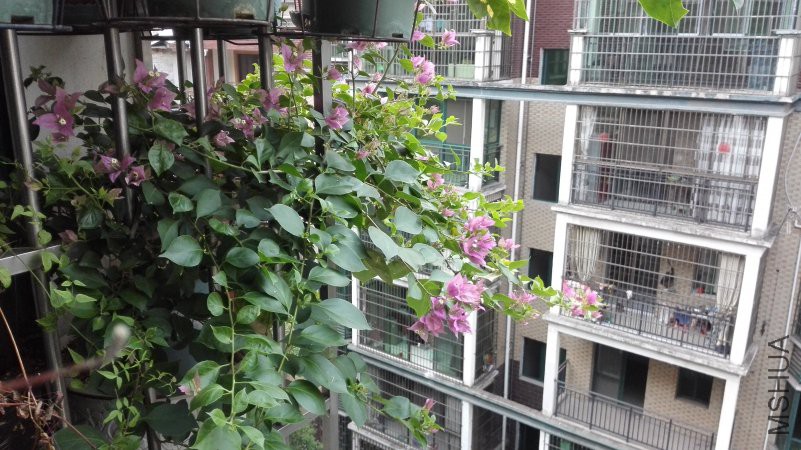 IMG_20180809_061426.jpg