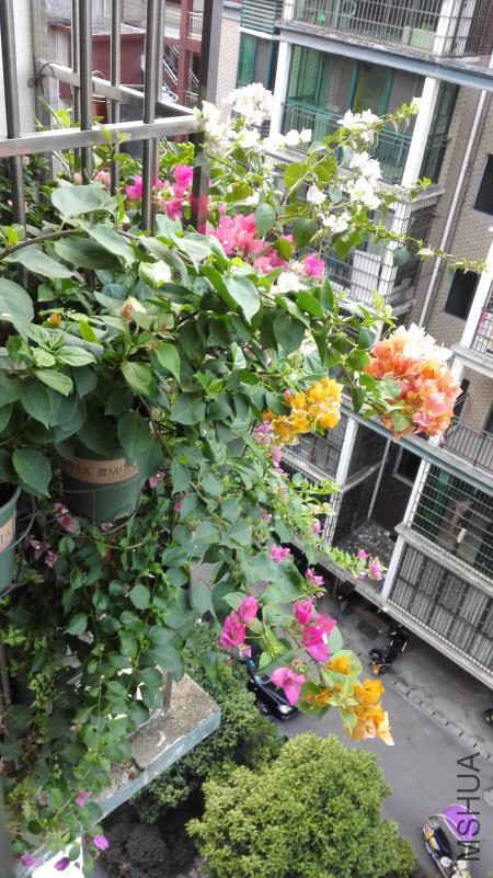 IMG_20180809_061501.jpg