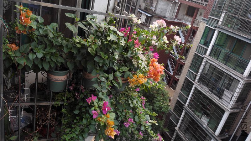 IMG_20180809_061723.jpg