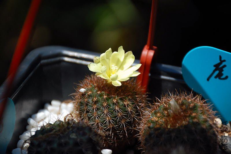 DSC_03100048.JPG