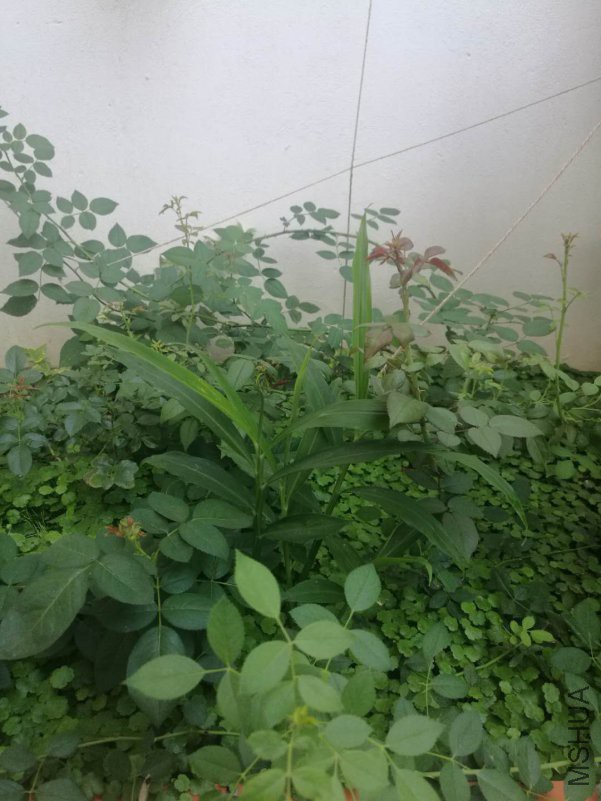 ΢��ͼƬ_20180815165815.jpg