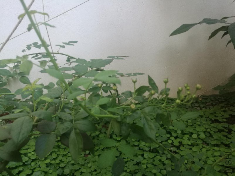 ΢��ͼƬ_20180815165818.jpg