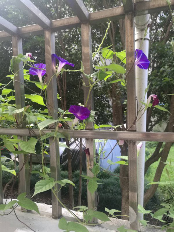 ΢��ͼƬ_20180816163740.jpg