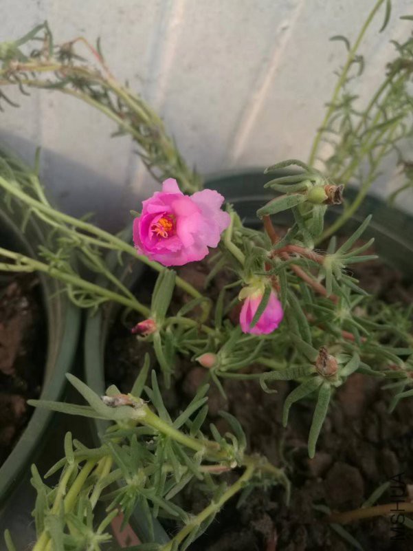 ΢��ͼƬ_20180816163734.jpg