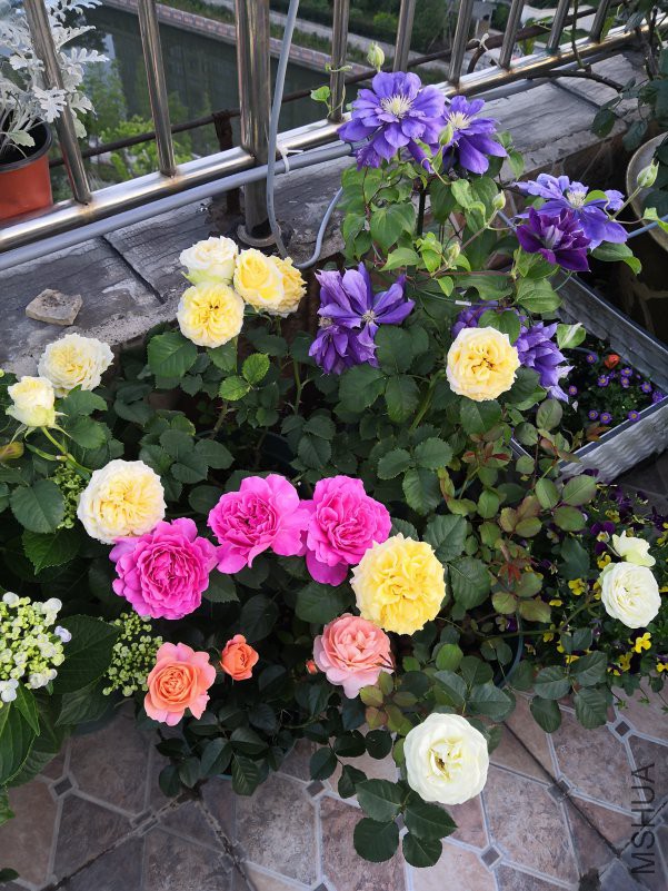 IMG_20180504_052845.jpg
