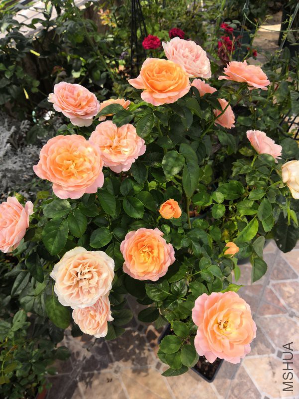 IMG_20180801_134217.jpg